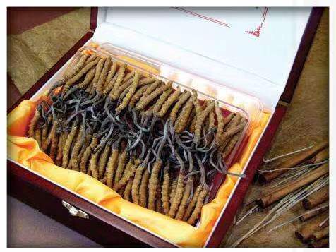 排浦镇冬虫夏草回收